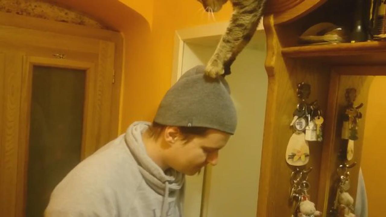 Sometimes Your Cat Just Needs Your Hat