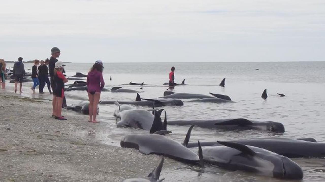 Volunteers Try To Rescue Whales From A Massive Beaching