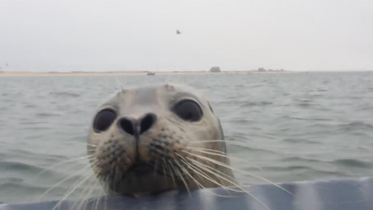 If You're In Seal Territory Expect To Meet Seals