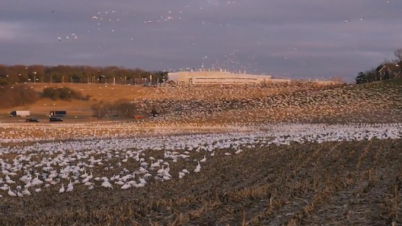 One Goose, Two Goose, Three Goose...Ah Hell