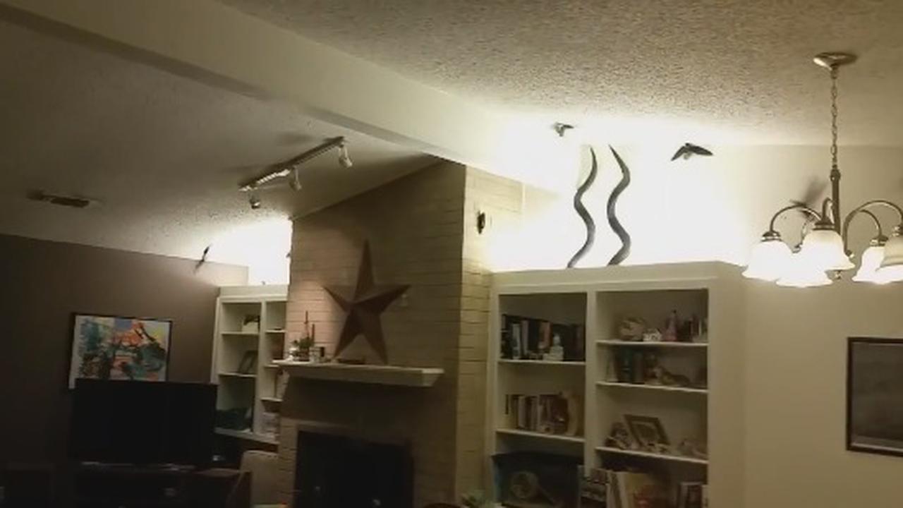 The Difference Between Your House And A Birdhouse? Not Much
