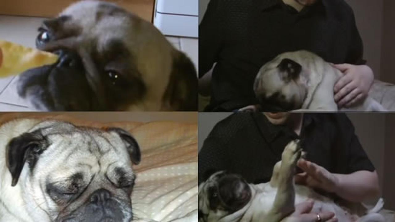 DJ Jazzy Pug And The Fresh Snorts