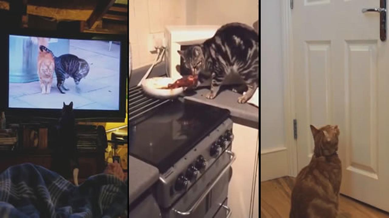 Cat Videos Are Why The Internet Exists