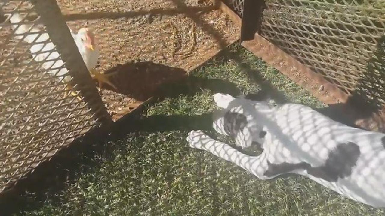 When The Chicks Just Ignore You