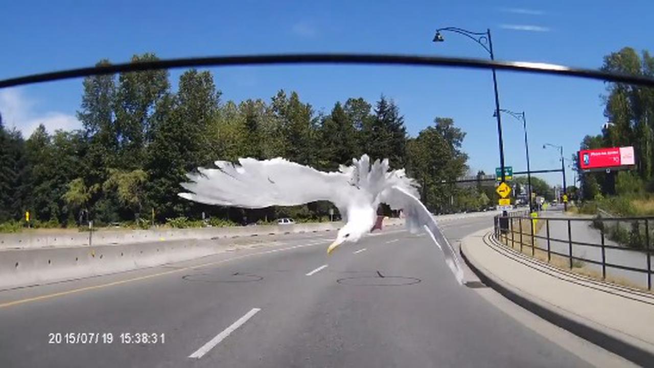 It Was The Crow, The Crow Set All This Up