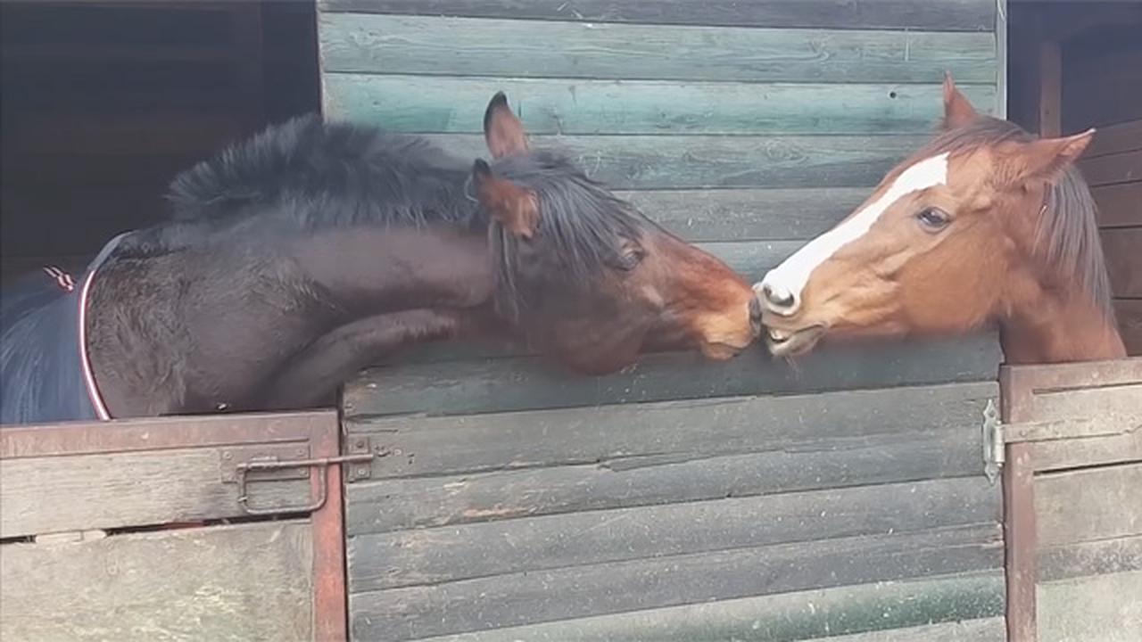 This Compilation Of Weird And Adorable Animals Could Brighten Your Darkest Day