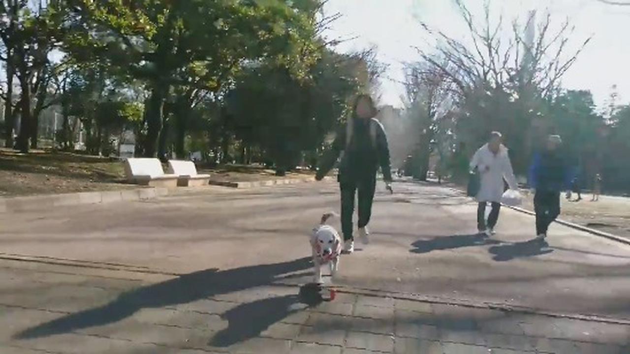 When Tony Hawk's Dog Goes For A Walk