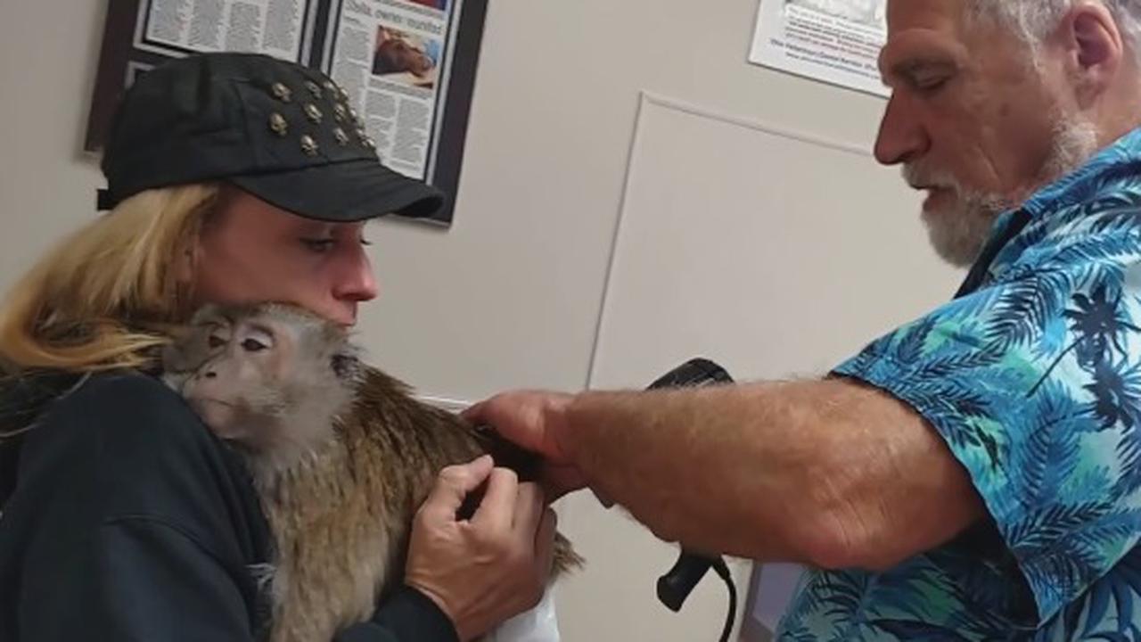 Even Monkeys Need Some Back Adjustments Now And Then