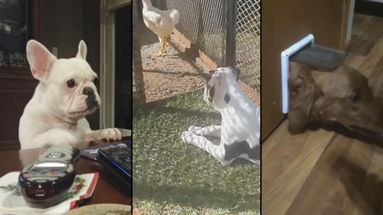 Grab Your Snausages It's Time For Dogs, Dogs And More Dogs