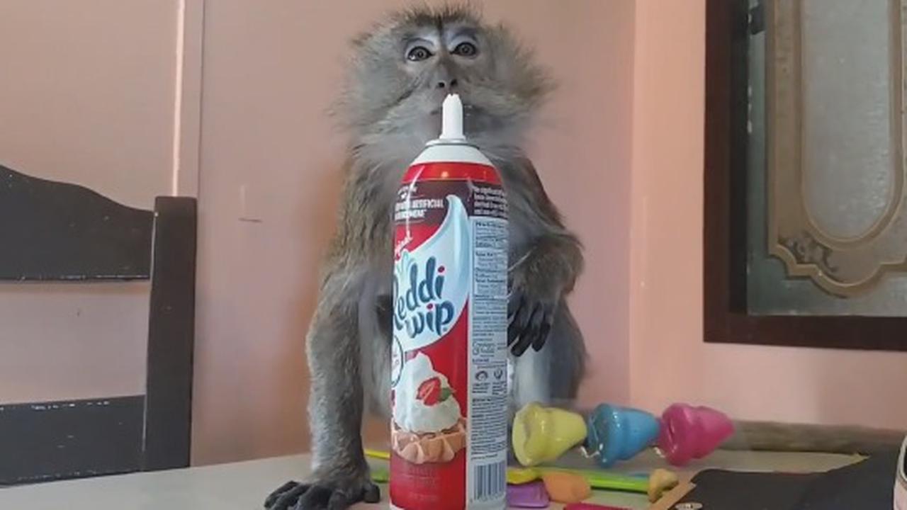 Monkeys Love Whippets