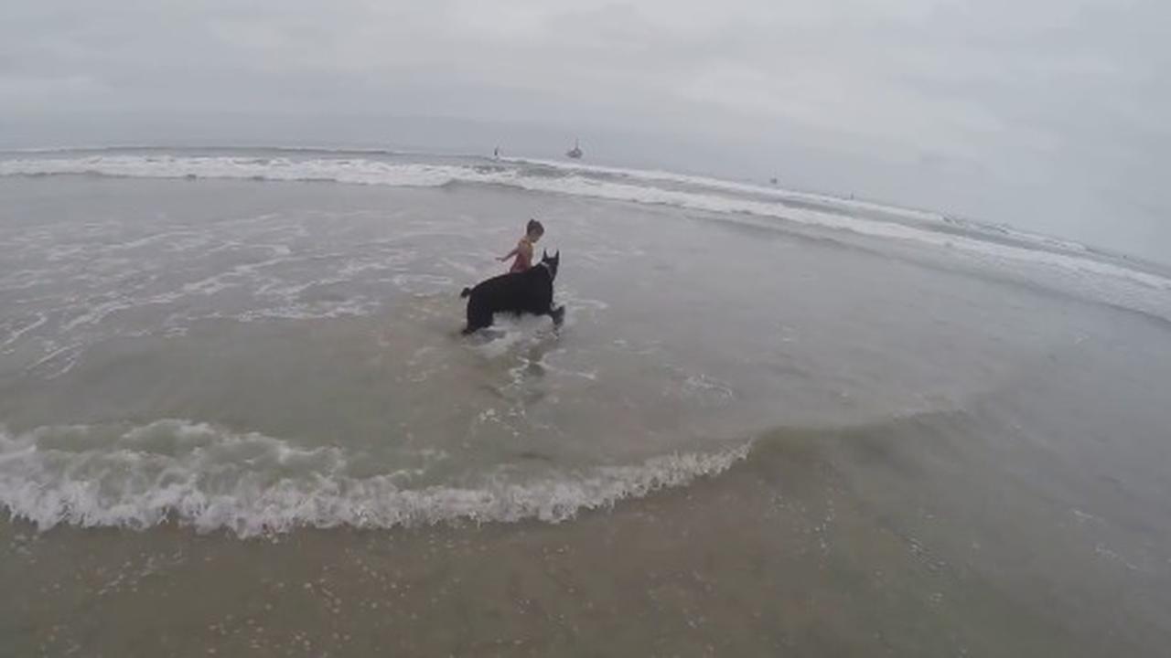 When Your Guard Dog Has Mixed Up Priorities