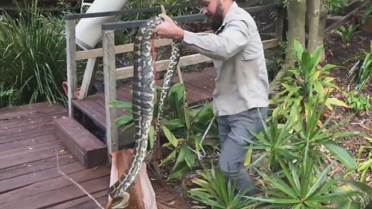 Further Proof You Should Never Eat A Live Possum