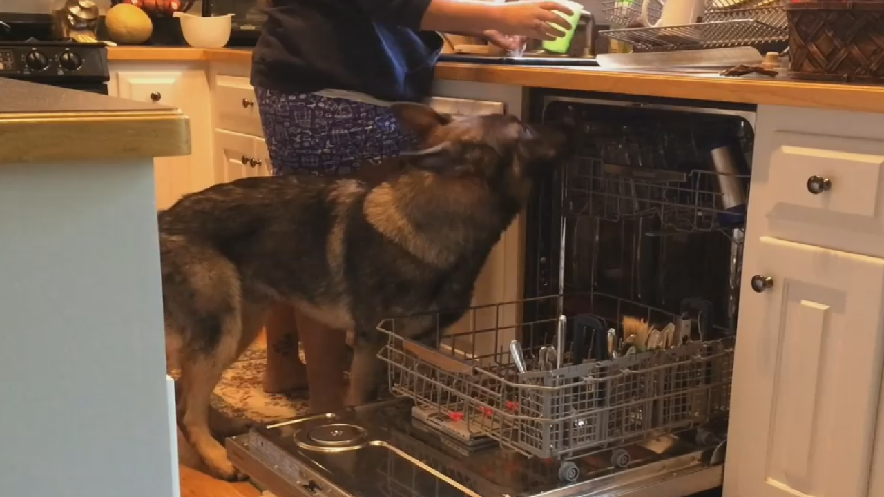 Anyone Need A Furry Housekeeper?