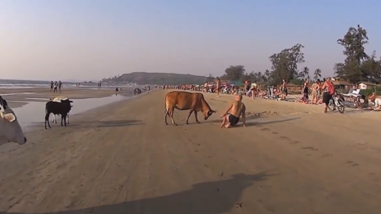 Suddenly Everyone Remembered Why Cow Beach Sucked So Bad