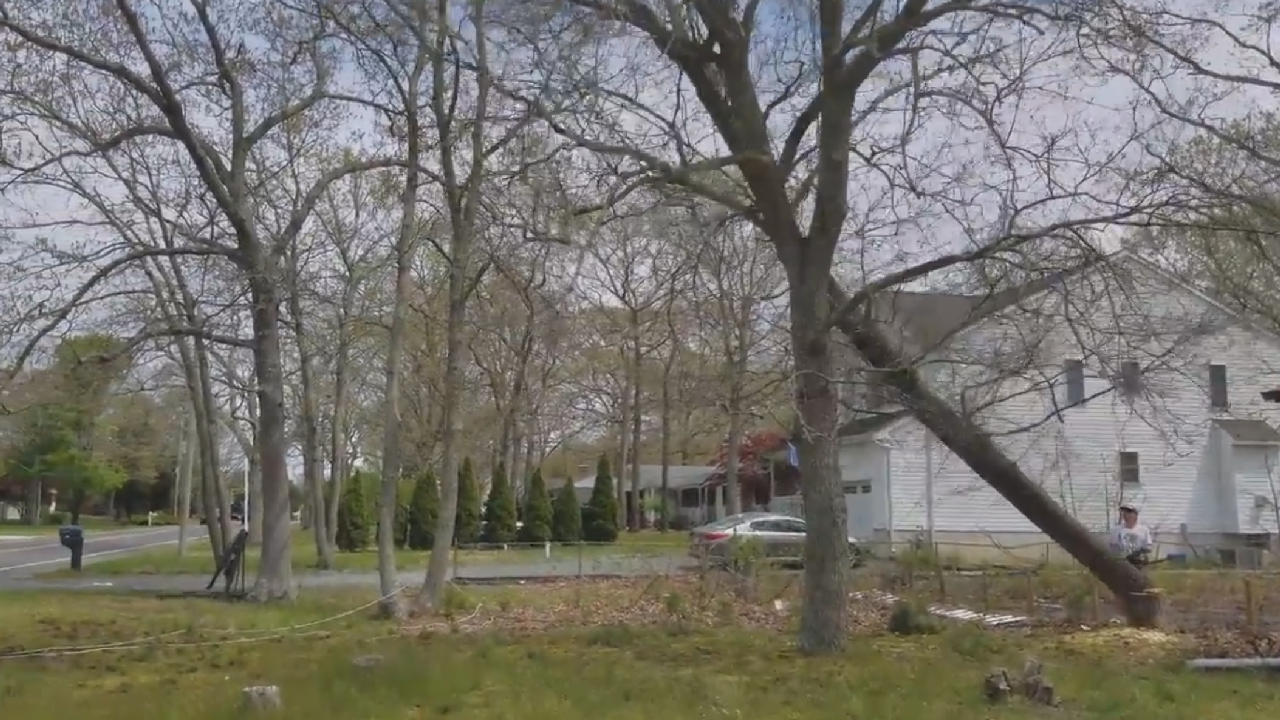 At Least The Tree Fell The Way They Planned