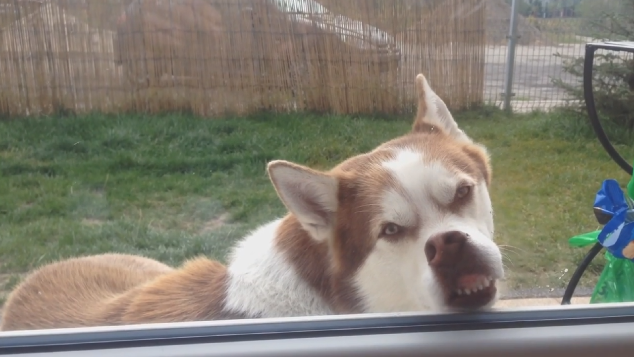 Some Dogs Are Smarter Than Others