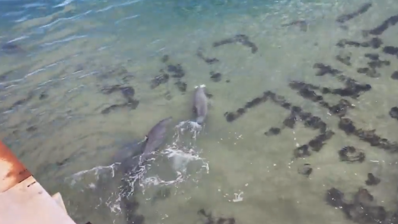 Out Of The Way, Dolphins Coming Through