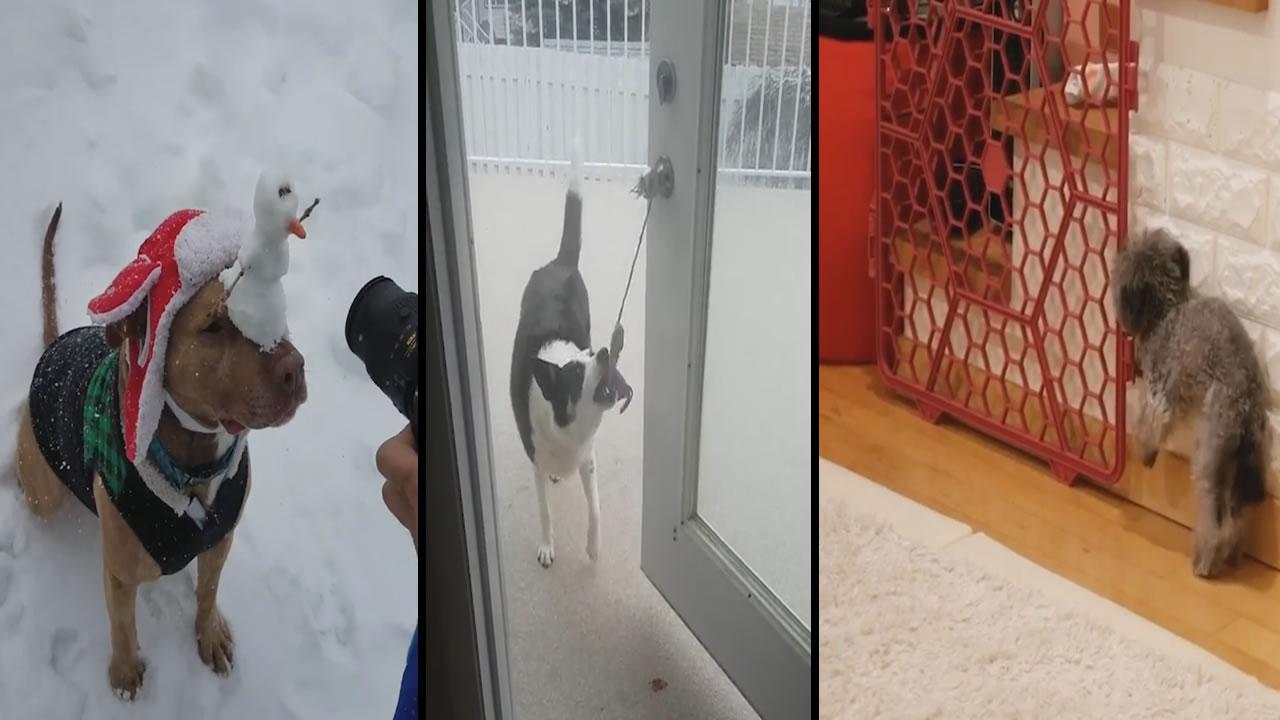Some Dogs Are Just Smarter Than Others