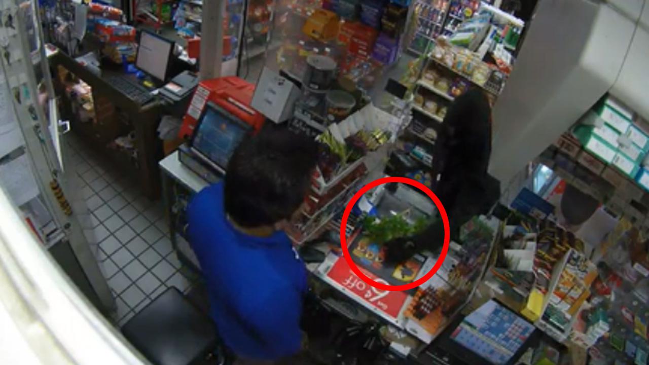 Confusing Moment Man Robs Convenience Store With A Tree Branch