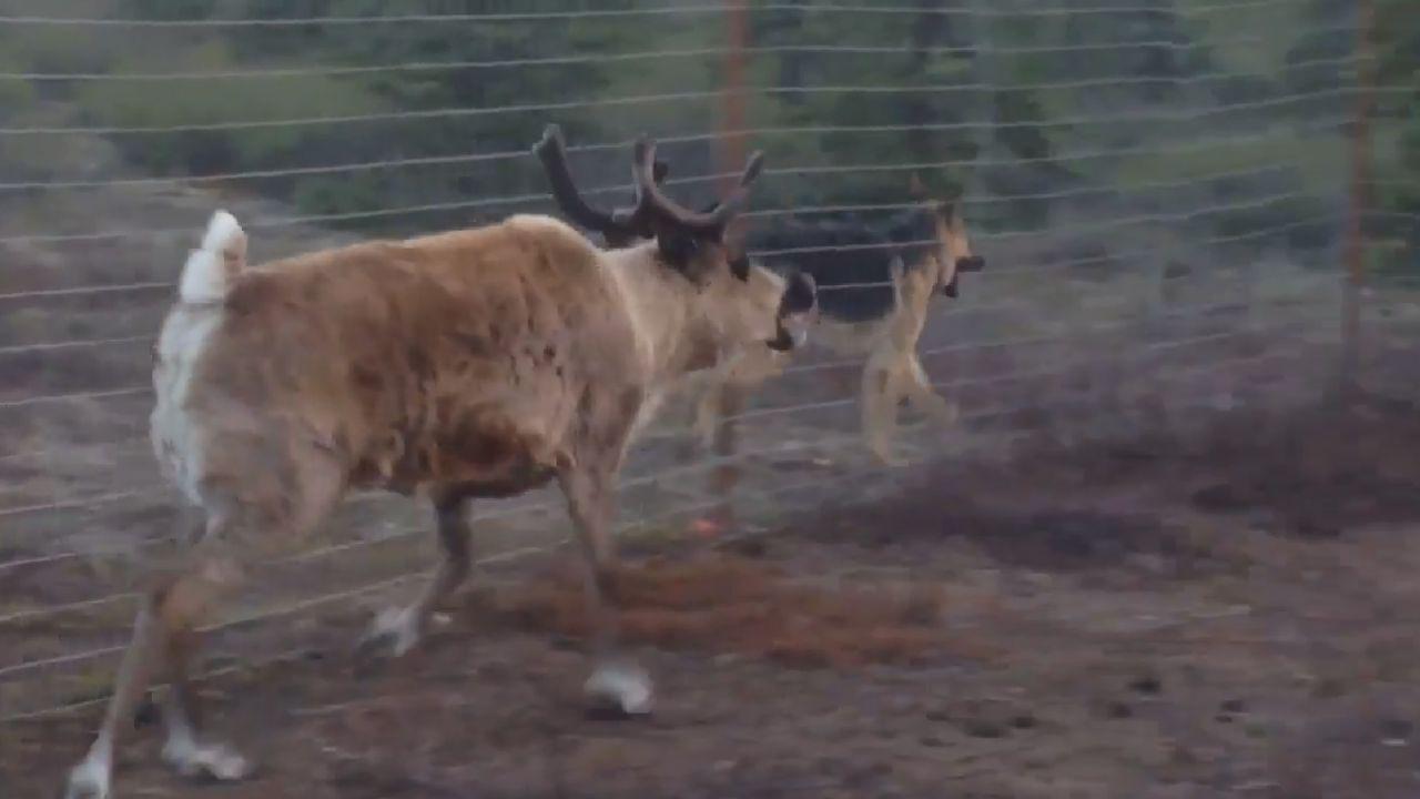 So That's What Reindeer Games Means