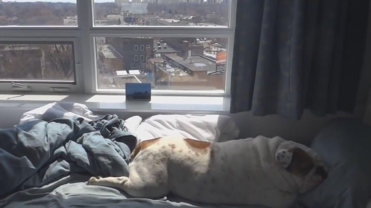 Do They Make Apnea Makes For Dogs?