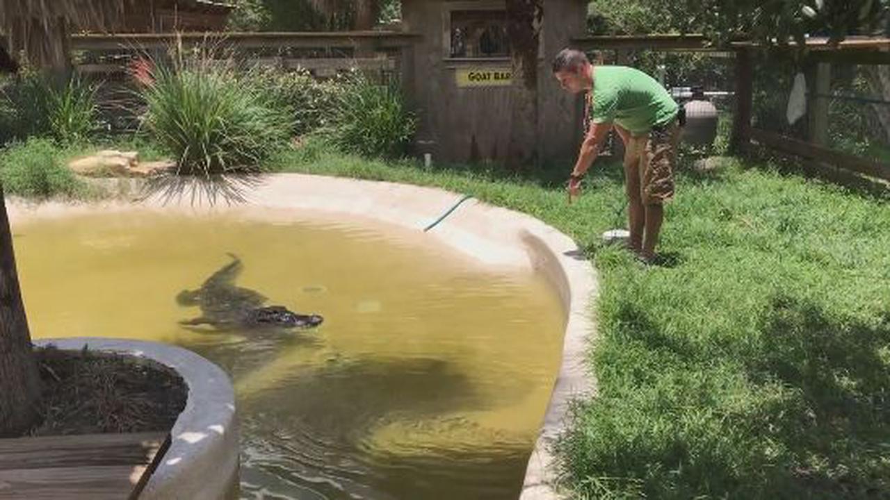 How To Train Your Dragon. Er, Crocodile