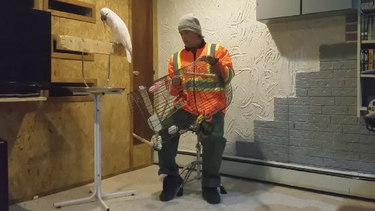 The Inspiration For Angry Birds