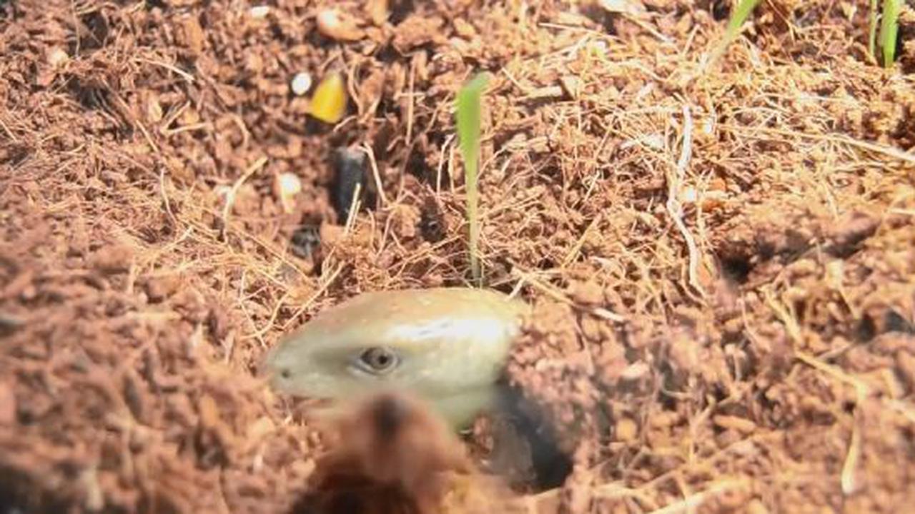 Isn't A Legless Lizard Just A Snake?