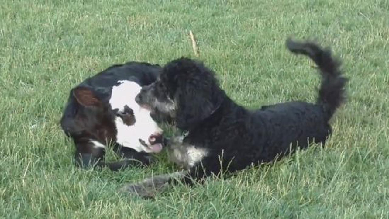 It's True That Opposites Attract