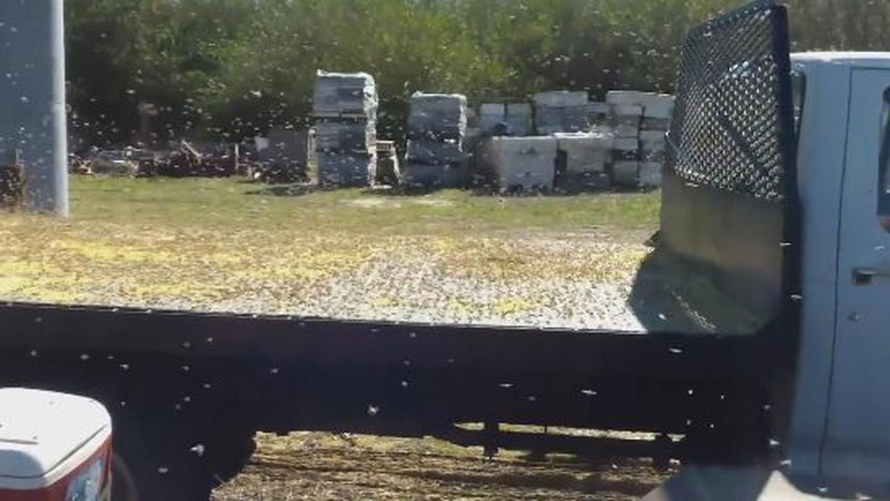 Two million bees is just too many bees