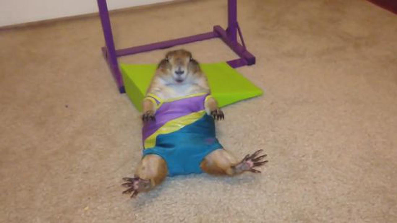 How Do You Think Prairie Dogs Stay So Trim?