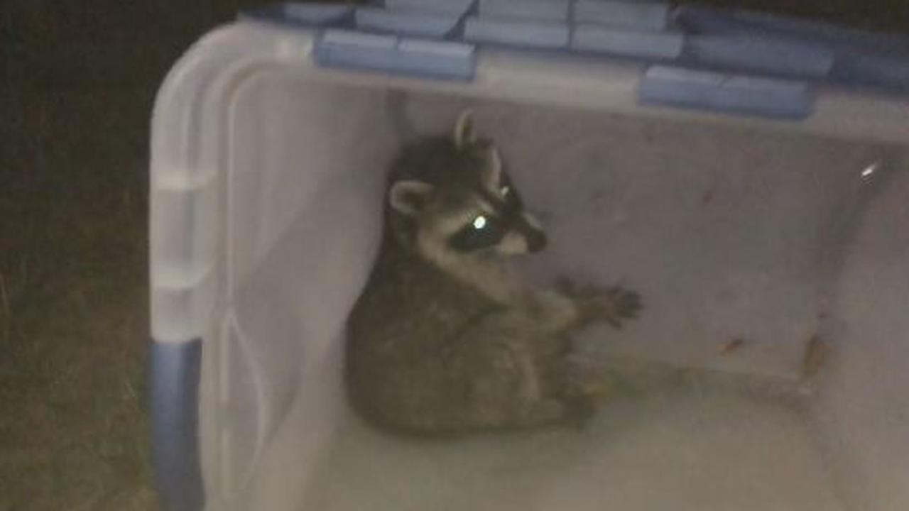 Cutest Baby Raccoons Ever
