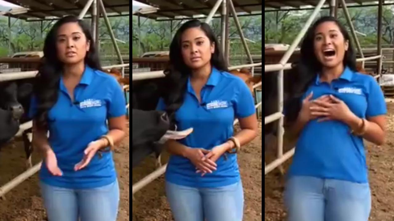 Confident Cow Doesn'T Hesitate To Lick Attractive Reporter'S Chest