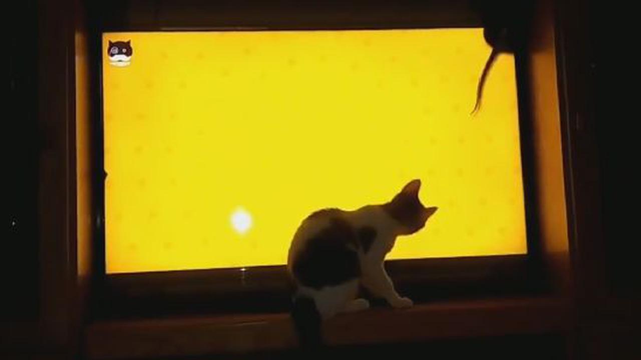 Never Let Your Cat Pick The Show