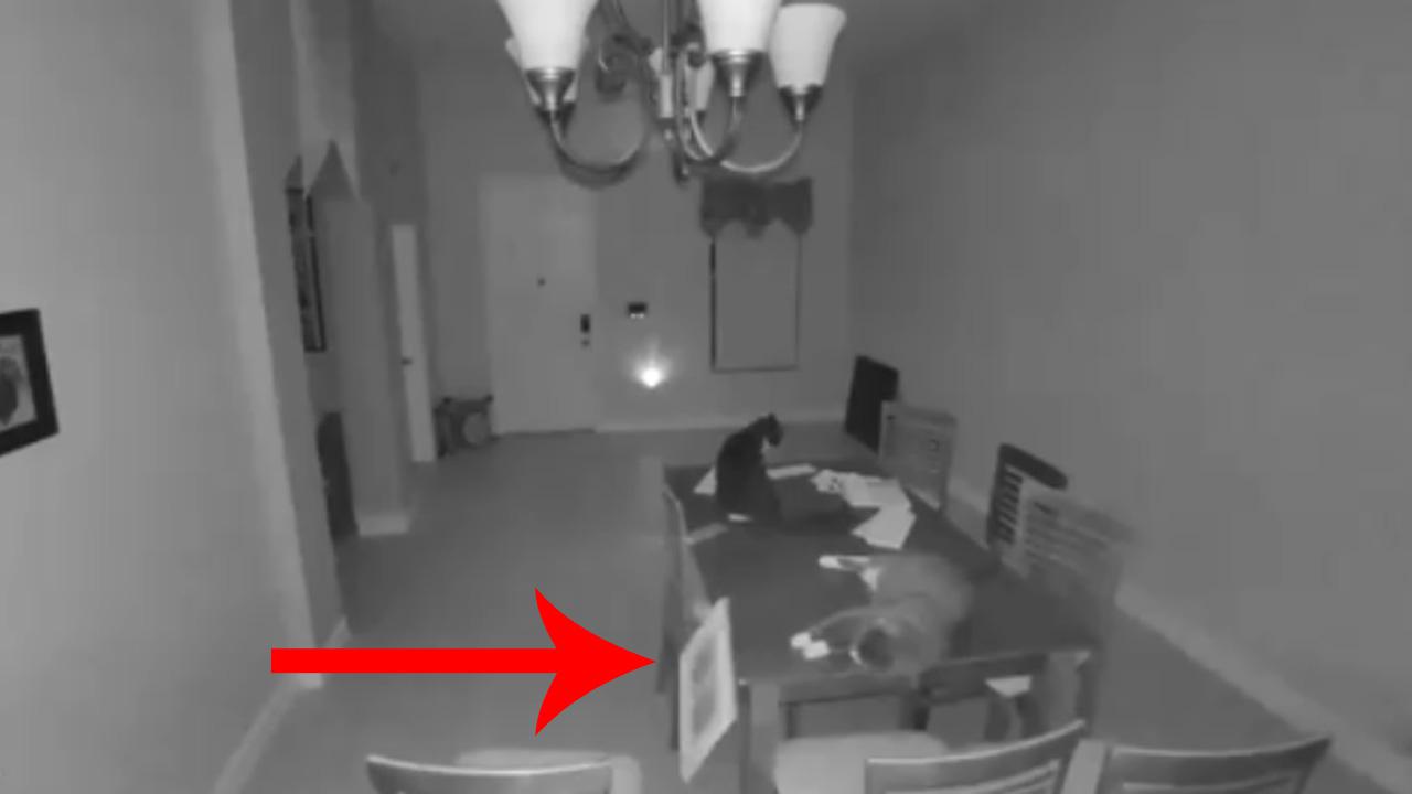 Proof That Cats Were Put On Earth Solely To Annoy Man