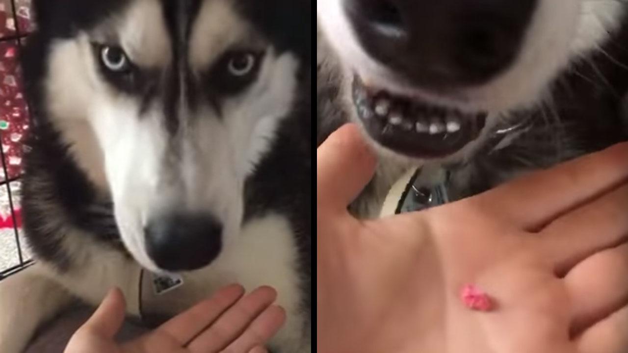 Genius Doggo Refuses To Swallow And Instead Keeps Spitting Out Medicine