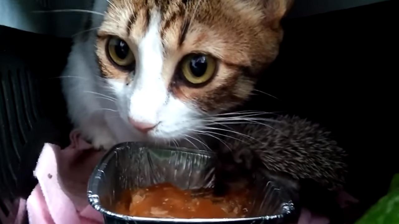Motherly Cat Doesn'T Realize That Her Kitten Is Actually A Hedgehog