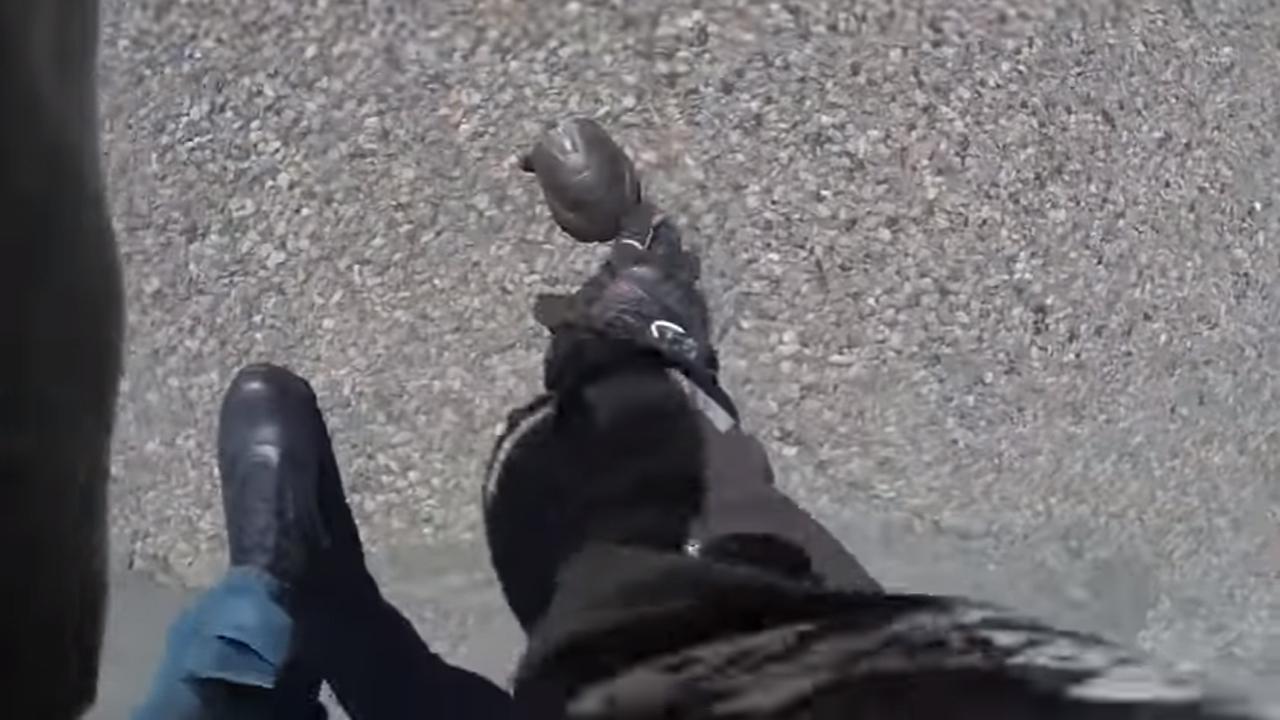 Good Guy Biker Turns Around To Help Turtle Cross The Road