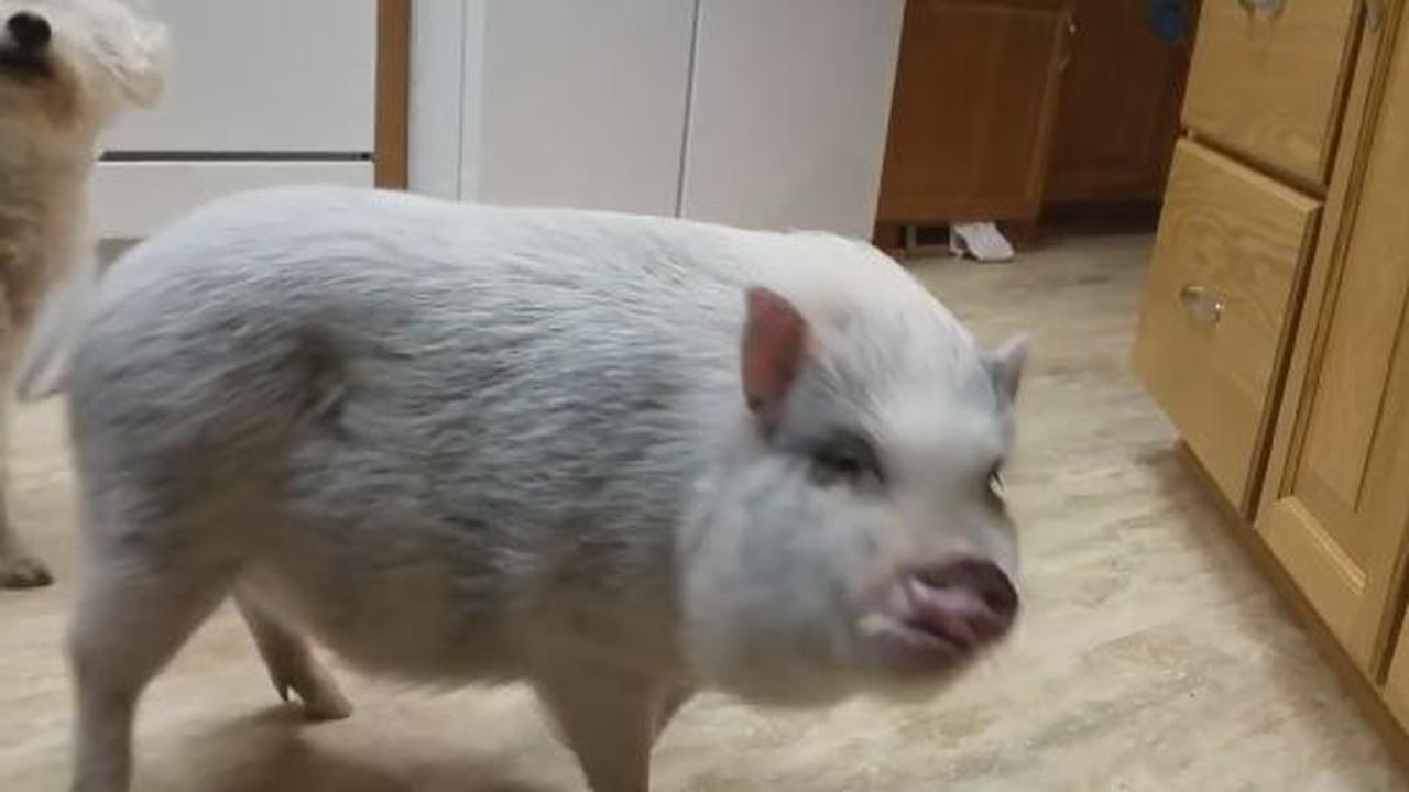 Why Wouldn'T They Make Gum For Pigs?