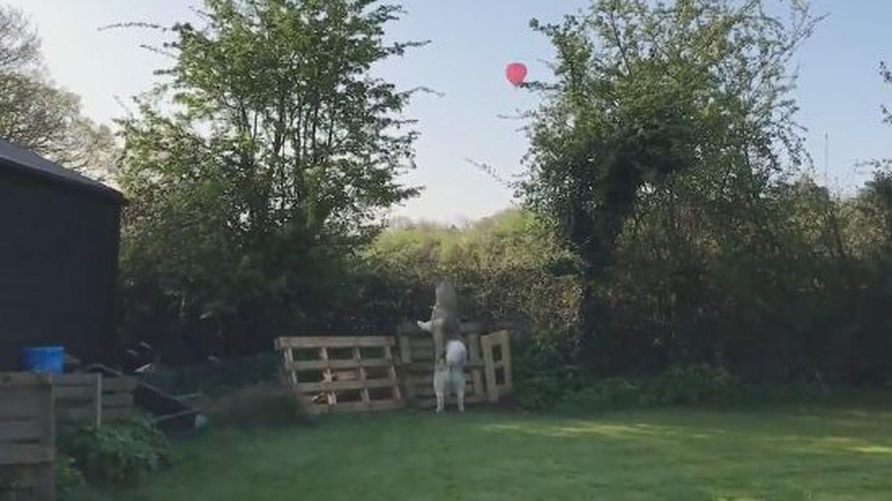 This Dog Also Hated The Movie Up