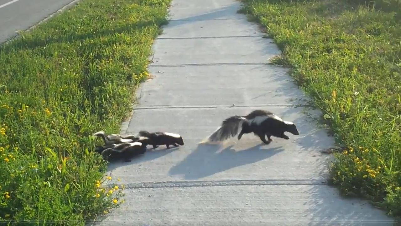 Helpful Human Helps Abandoned Baby Skunk Cross The Road