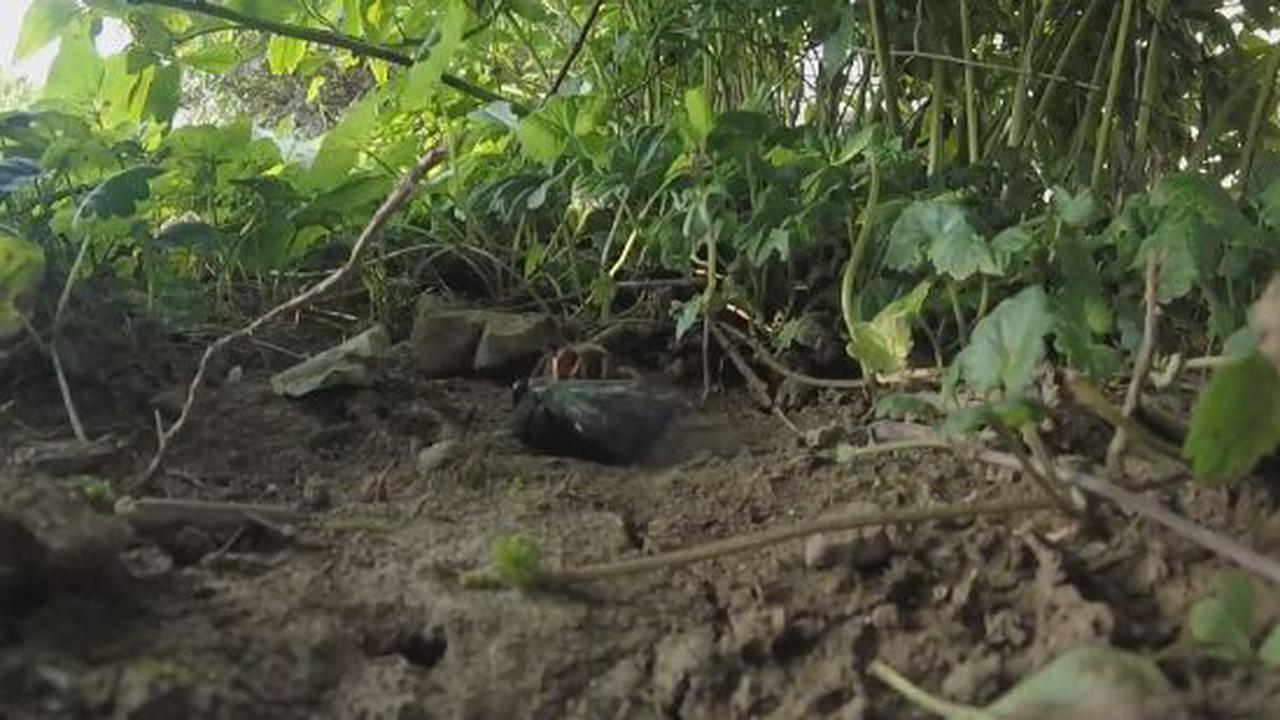 Some Of Us Hate The Sound Of Cicadas More Than Others