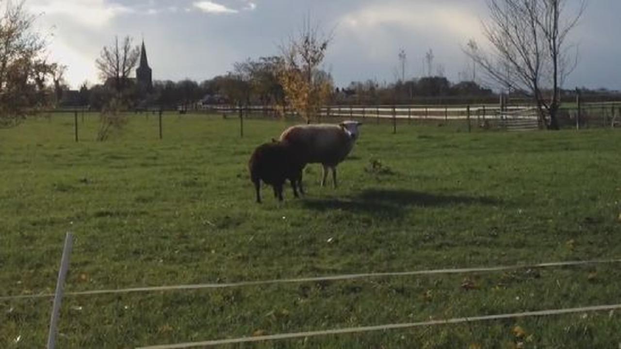 Relationships Are Difficult Down On The Farm