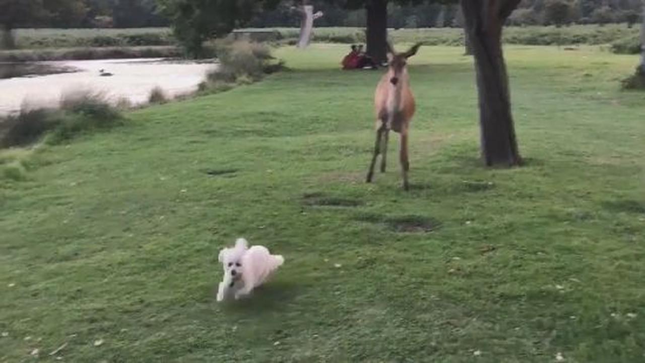 The Dog Seems Way More Into This Than The Deer