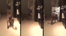 Awesome Dog Gets Beers From The Fridge