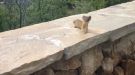 Little Ferrets Struggle To Keep Up With Mom