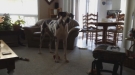 Great Dane Wants To Go Outside And Play Now, Not Later
