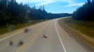 Deer Gets Way Too Close To Tanker Truck