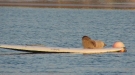 Chill Seal Is Totally Chill