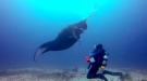 Lending A Hand To A Manta Ray Tangled In Fishing Line
